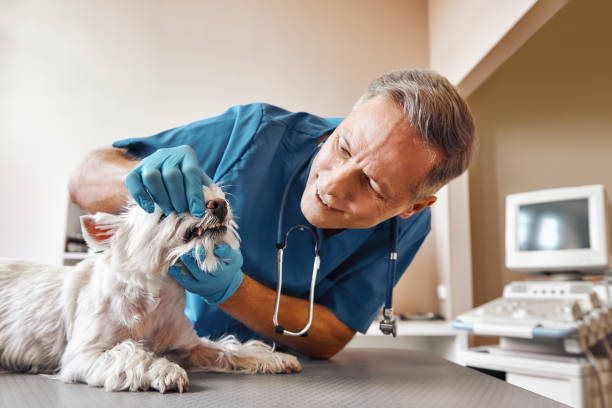 Best 24-Hour Emergency Dentist  in North Pekin, IL